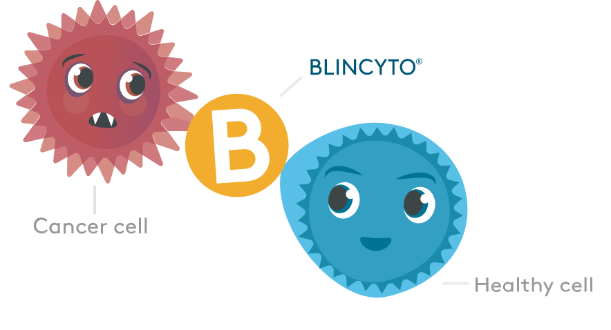 cartoon showing how BLINCYTO® helps a healthy cell find and connect to a
cancer cell